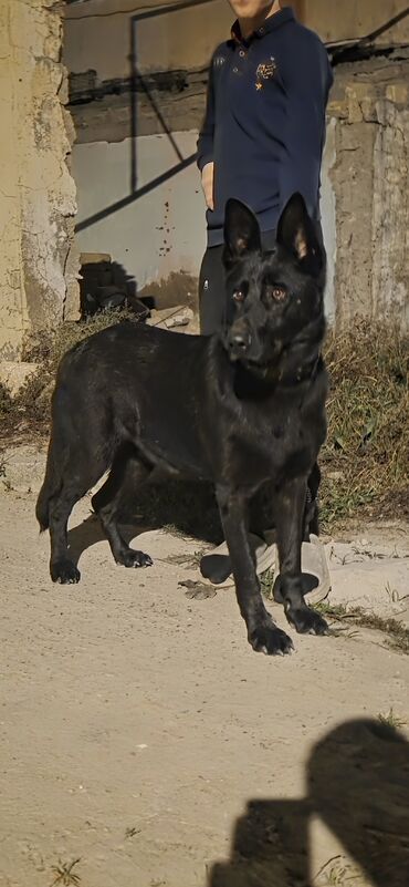 İtlər: Alman çoban iti — 3