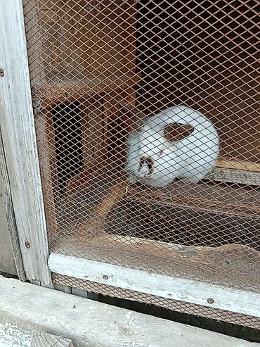 Dovşanlar: Salam.kaliforniya anqorka dovsanlari satilir.qiymet dovwana gore — 3