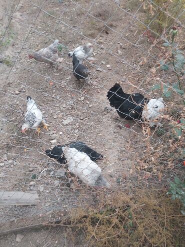 трафареты для рисования животных: Птицы