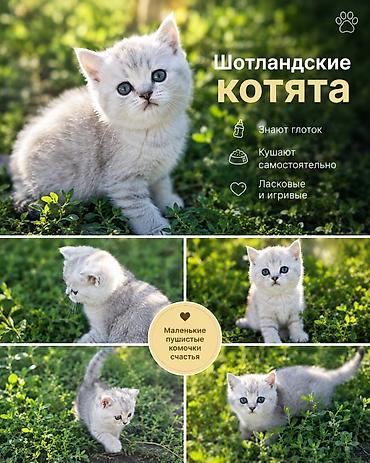 собака хаска: Продаю чистокровных котят породы Шотландская скоттиш Фолд и Страйт. В — 1