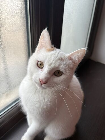 Pişiklər: Türk anqora, Erkək, Yaxşı əllərə — 10