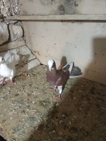 Göyərçinlər: Tam sağlam heyvanlardi tutulmalardi — 3