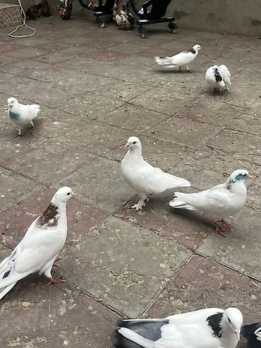 quşlar göyərçin: Boynu gulu maya ag erkekdi saglam heyvanardu unvan sabuncu qiymet 15 — 6