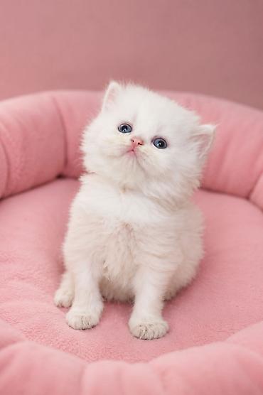 Предлагаются шикарные малыши шотландской породы с голубыми lalafo.kg да Предлагаются шикарные малыши шотландской породы с голубыми