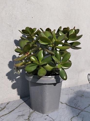 ağac gülləri: Pul gülü (Crassula ovata) – saksıda ətli yarpaqlı sukulent. - — 1