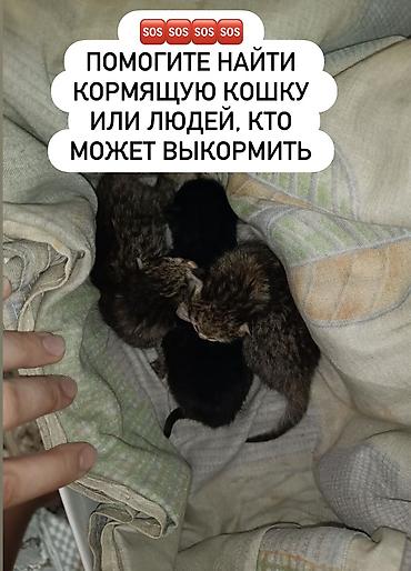 Кошка даром: Беспородная, Девочка