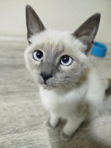 коты сиамские: Кошка даром: Сиамская, 6 месяцев, Мальчик, Приучена к лотку — 5