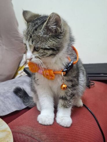 Pişiklər: Erkək — 10