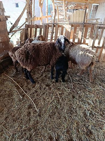 Баран, овца: Продаю | Овца (самка) | Для разведения — 8