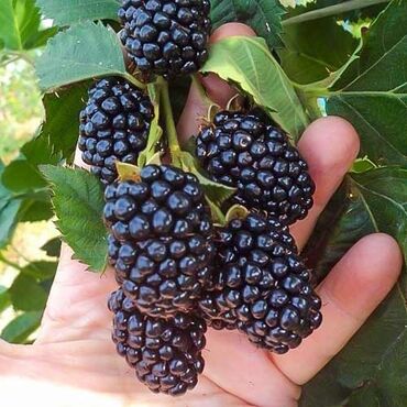 Фрукты и ягоды: Ежевика сортовая ремонтантная и летняя Сорта прошедшие сортоиспытание — 13