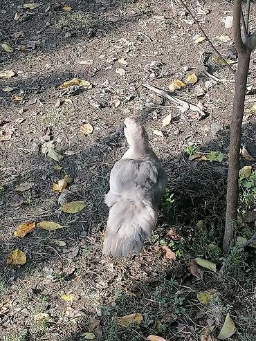qus iran: Lavanda ve Macar sortu Lal ördəklər her ölcüde ve qiymetde var barter — 2