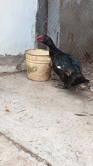 oğlan tutuquşu adları: Erkək, | Lal ördək, Damazlıq — 1