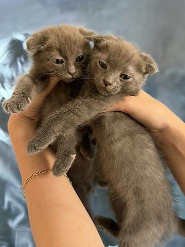 scottish fold: Şotland — 4