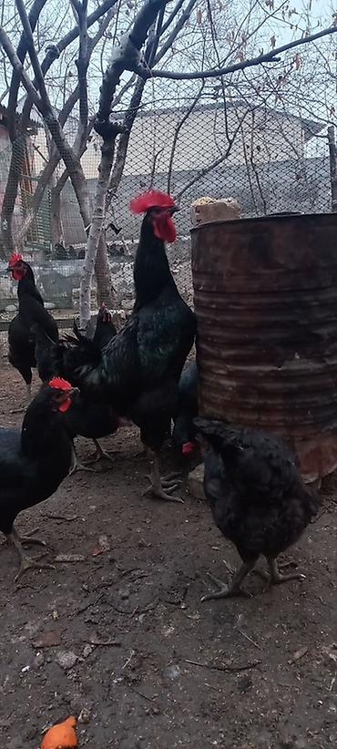 Куры, петухи: Продаю | Куры, Петух, Цыплята | Для разведения — 6