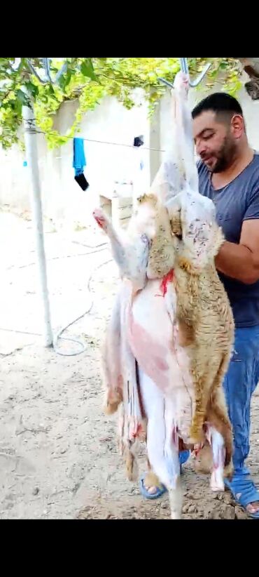 Aşpazlar: Manqalçı, kababçı, 45 il, 6 ildən artıq təcrübə — 8