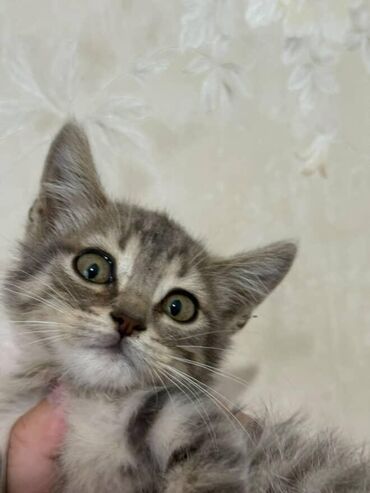 Pişiklər: Amerikan Shorthair, Dişi, Yaxşı əllərə — 14