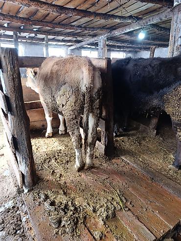 Коровы, быки: Продаю | Корова (самка), Тёлка | Полукровка | На забой | Привязанные — 11