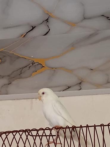 quş qefes: 1 erkey 1 dişi cut deyiller kim hansi rengde valnisle isdese cut sala — 2