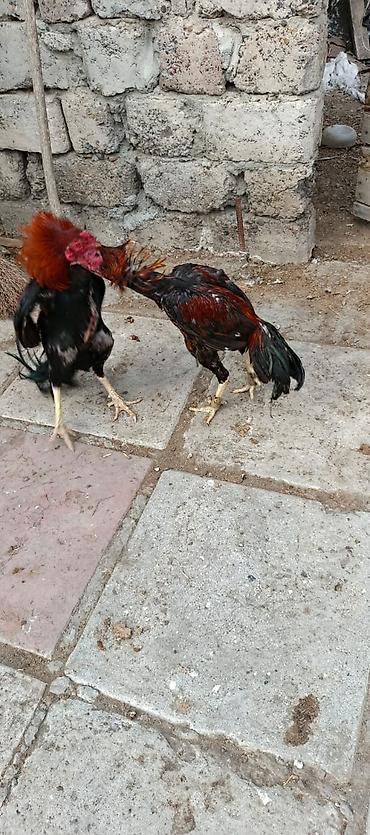 xoruz heyratı: 12 ayina kecib tam saglam aktib becedi .temiz qan temiz cins qapisine — 2