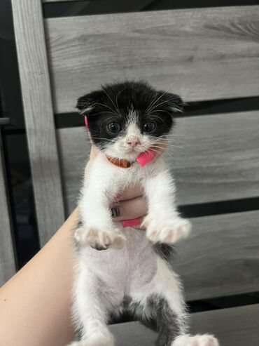 домик туалет для кошек: 1 месяц, Девочка