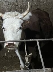 сколько стоит кролик домашний: Продаю | Корова (самка) | Симментальская | Для разведения | Племенные at lalafo.kg сколько стоит кролик домашний: Продаю | Корова (самка) | Симментальская | Для разведения | Племенные