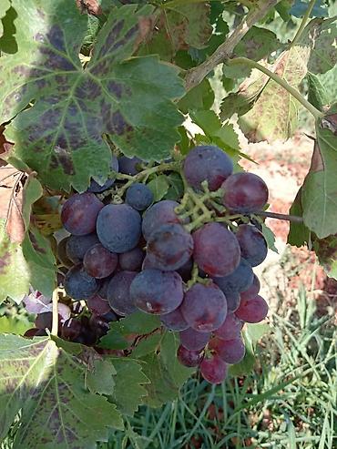 Meyvə və giləmeyvə: Məhsul: Avatar kişmişi (uzun, barmaq formalı qara üzüm sortu) - — 26