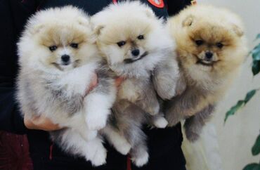 Psi: Pomeranac / Pomeranian / Boo štenci Ako ste odgovorna osoba i imate — 11