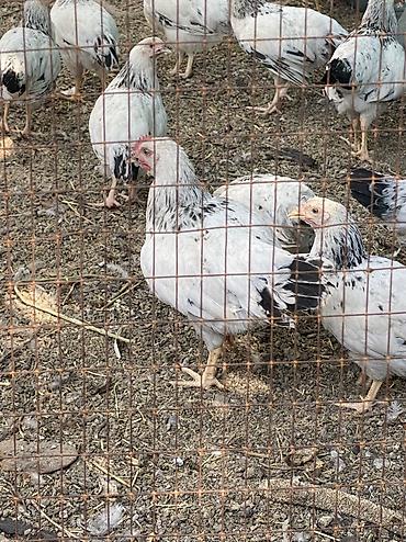 Продаю Петушков Адлер серебристый чистокровный им 3-3.5 месяца — 2