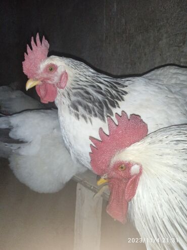 С/х животные и товары: Продаю | Куры, Цыплята, Инкубационные яйца | Для разведения, Несушки