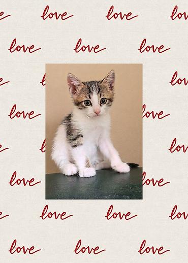 котёнок в добрые руки: Самец, В добрые руки, Бесплатная доставка — 4