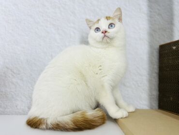 дом для котов: Отдается в добрые руки ! Девочка Скоттиш страйт, условие одно оплата
