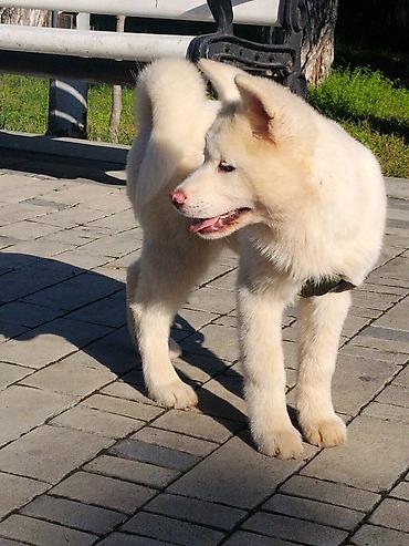 ləzgi iti: Akita-inu — 2