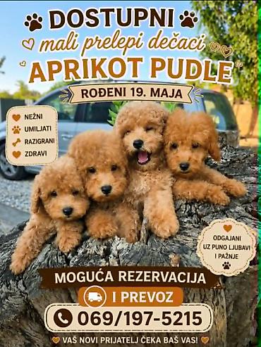 Psi: Pudle prelepi kučići Na prodaju pudle, prelepi kučići, mužjaci, rođeni — 10