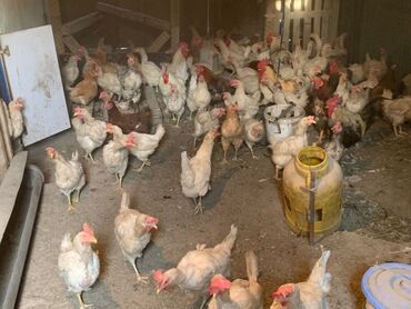продаю охотничий собаку дратхар: Продаю | Куры | Для разведения, Несушки