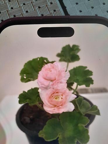 ətirşah bitkisi: Pelargonium (qızılgül çiçəyi tipli ətirşah) – saksı bitkisi - Rəng — 1