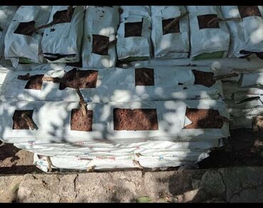 Kakabit: Kakabitler. Koko CHAMPİON Meşokun Biri 40 qəpik. Meşokda 2 kq olur -da lalafo.az — 12 Kakabit: Kakabitler. Koko CHAMPİON Meşokun Biri 40 qəpik. Meşokda 2 kq olur — 12