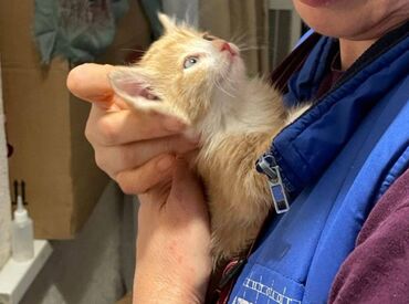 сколько стоят вислоухие кошки: Рыжий котёнок с белыми лапками и грудкой. Рыжий котик, Печенька