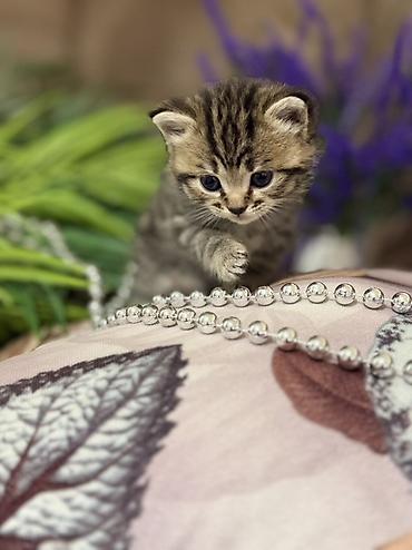 Продажа кошек: Шотландские котята (скоттиш-фолд/скоттиш-страйт), окрасы серебристый — 5