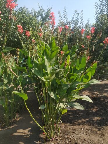 Продаю семена и луковицы цветов Канна, красивые и очень высокие