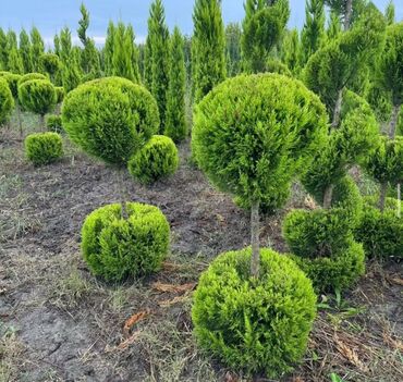 Landşaft işləri: : bağban axran işləri görürəm bütün növ ağcların gülərin əkilməsi — 4