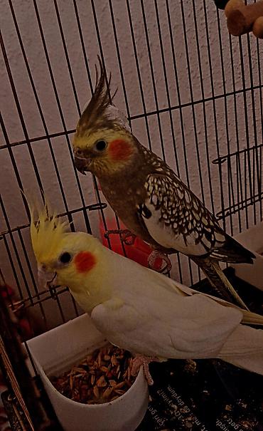 bulbul quşu: Erkək və dişi corella qəfəs qarışıq satıram təcili. Əlavə olaraq yem — 2