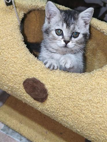 котята шотландской породы: Скотиш Страйт (Шотландская прямоухая), 2 месяца, Девочка, Серебристая шиншилла — 7