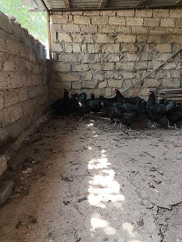 Toyuq, Australorp, Yumurtalıq