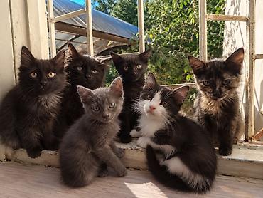 новорожденные котята: 3 месяца, Девочка — 1