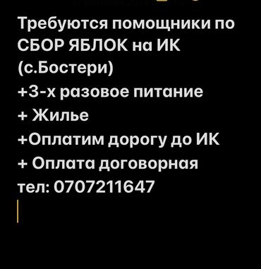 работа акун: Требуются помощники по СБОР ЯБЛОК на ИК (с.Бостери) +3-х разовое