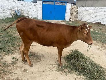 poni at satilir: Dana, buzov, Dişi, ay: 8, Damazlıq — 4