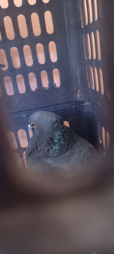 птица голубь: Голубь мальчик свет чёрный 500 сом