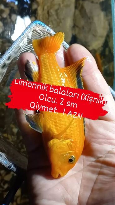 Akvariumlar: Limonnik balaları (Malaviya.Xiṣnik) Olcu. 2 sm Qiymet. 1 AZN