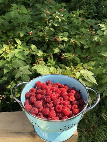 купить маринованное мясо для шашлыка: Малина Самовывоз, Платная доставка