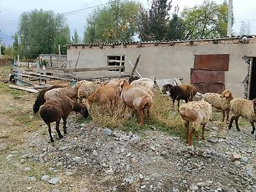 А/ч жаныбарларын сатам: Сатам | Ургаачы кой (ургаачы) | Көбөйтүү үчүн | Ургаачы — 3